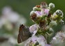 [whiteletterhairstreak3]