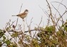 [whitethroat1]