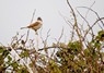 [whitethroat2]