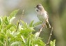 [whitethroat3]