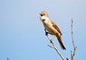 [whitethroat4]