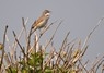 [whitethroat6]