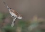 [whitethroat7]