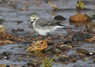 [whitewagtail5]