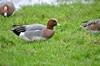 [wigeon1]