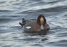 [wigeon3]