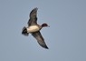 [wigeon4]