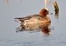 [wigeon5]