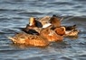 [wigeon6]