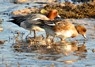 [wigeon7]