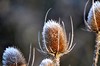 [wildteasel2]