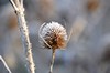 [wildteasel3]