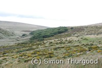 [Wistmans wood in the distance]