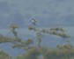 [woodchatshrike1]