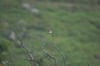 [woodchatshrike2]
