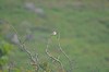 [woodchatshrike4]
