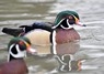 [woodduck1]