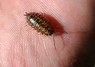 [woodlice2]