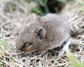 [woodmouse2]