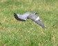 [woodpigeon6]