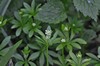 [woodruff1]