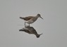 [woodsandpiper2]