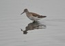 [woodsandpiper3]