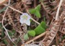 [woodsorrel1]