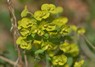 [woodspurge2]