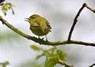 [woodwarbler4]