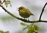 [woodwarbler5]