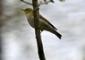 [woodwarbler6]