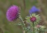 [woollythistle1]