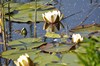 [wwaterlily1]