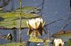 [wwaterlily2]