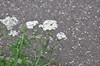 [yarrow1]