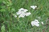 [yarrow2]