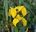 [yellowiris2]