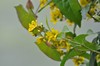 [yellowloosestrife2]