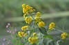 [yellowloosestrife4]