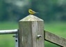 [yellowwagtail4]