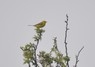 [yellowwagtail5]