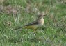 [yellowwagtail6]