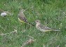 [yellowwagtail7]