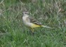 [yellowwagtail8]